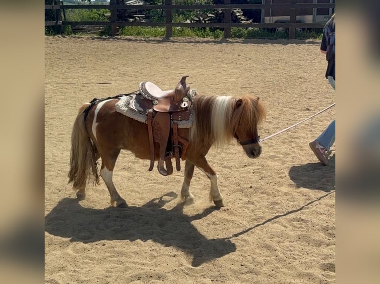 Shetland Ponys Merrie 7 Jaar 90 cm  in Daleiden