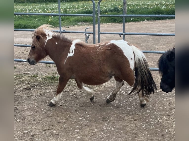 Shetland Ponys Merrie 7 Jaar 90 cm  in Daleiden
