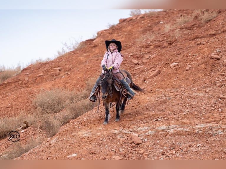 Shetland Ponys Merrie 7 Jaar 97 cm Roodbruin in Canyon