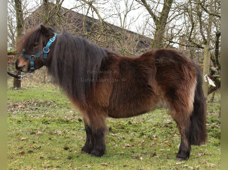 Shetland Ponys Merrie 7 Jaar Bruin in Boxtel