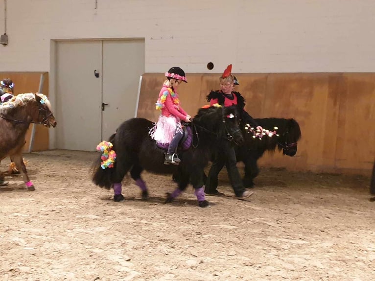 Shetland Ponys Merrie 8 Jaar 104 cm Zwart in Neumünster