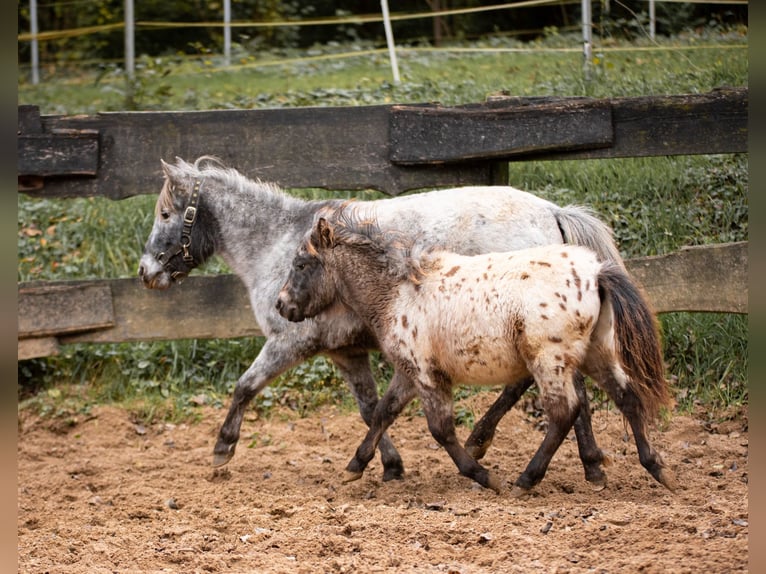 Shetland Ponys Merrie 8 Jaar 105 cm Appaloosa in Bruchsal