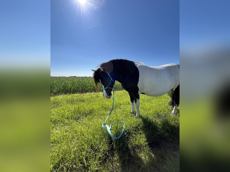 Shetland Ponys Merrie 8 Jaar 105 cm Gevlekt-paard in Alfdorf