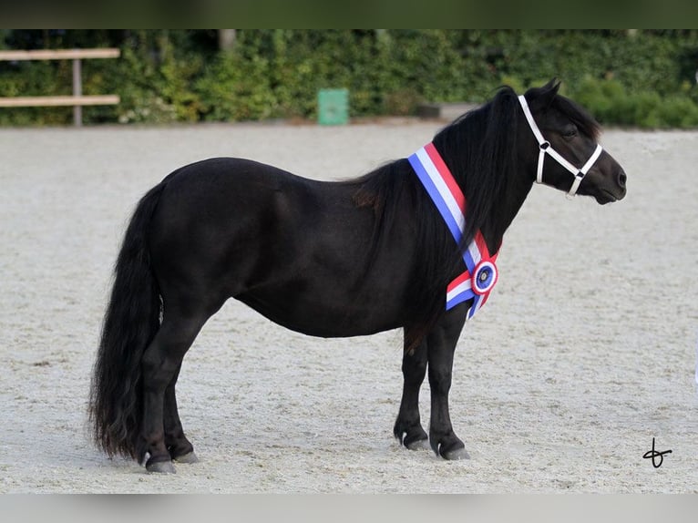 Shetland Ponys Merrie 8 Jaar 105 cm Zwart in Doezum