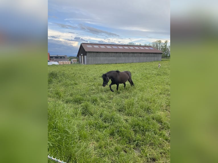 Shetland Ponys Merrie 8 Jaar 105 cm Zwart in Bad Wurzach