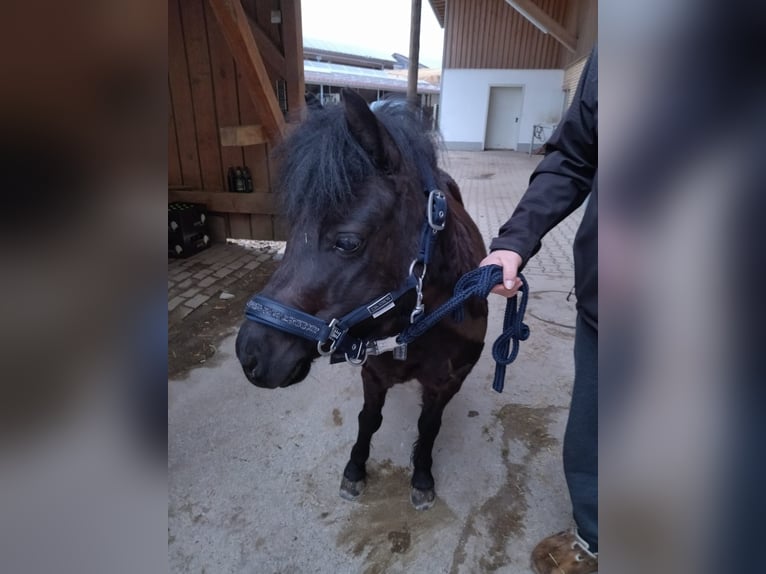 Shetland Ponys Merrie 8 Jaar 105 cm Zwart in Bad Wurzach