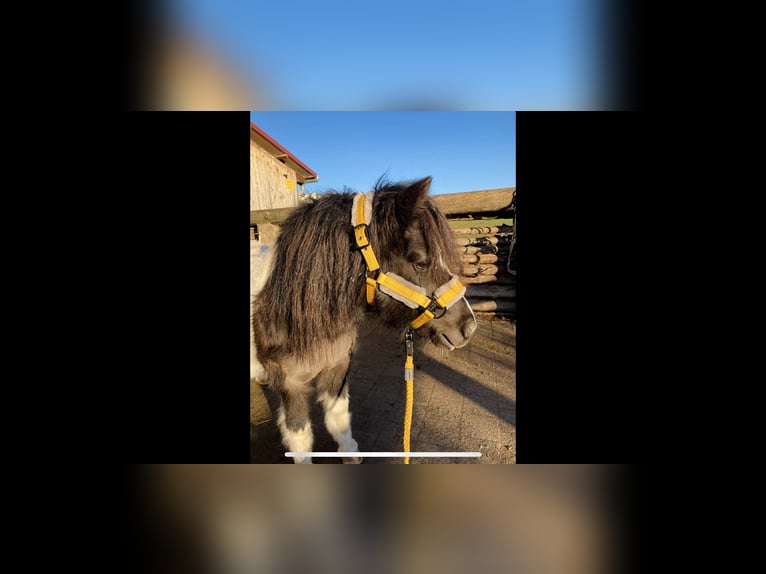 Shetland Ponys Merrie 8 Jaar 106 cm in Welzheim
