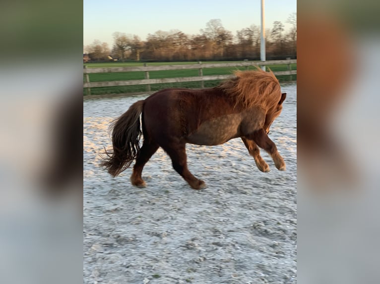Shetland Ponys Merrie 8 Jaar 106 cm Donkere-vos in Berltsum