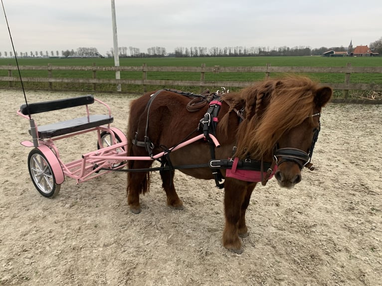Shetland Ponys Merrie 8 Jaar 106 cm Donkere-vos in Berltsum