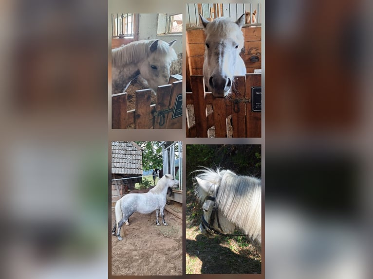Shetland Ponys Merrie 8 Jaar 110 cm Schimmel in Thannhausen