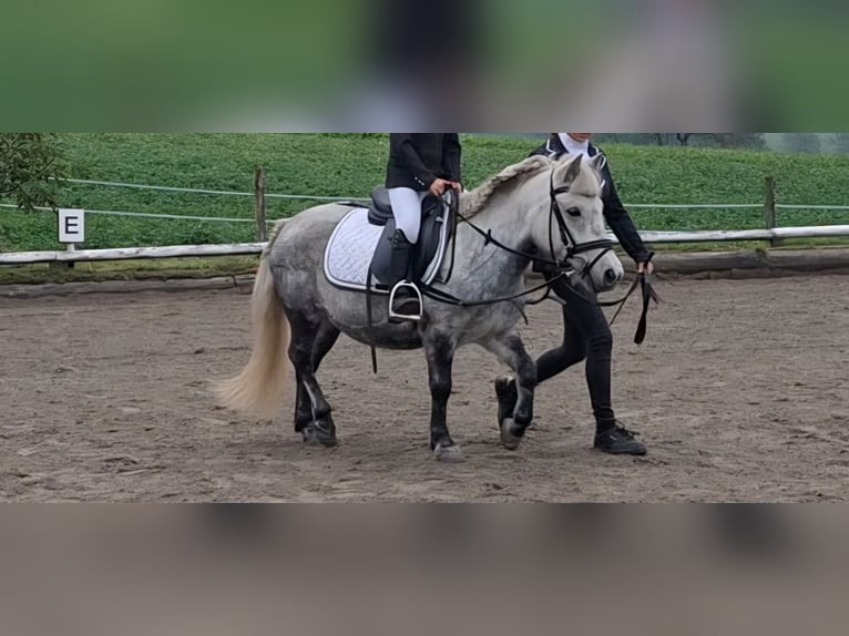 Shetland Ponys Merrie 8 Jaar 110 cm Schimmel in Thannhausen