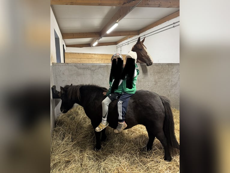 Shetland Ponys Merrie 8 Jaar 113 cm Zwartbruin in Großostheim