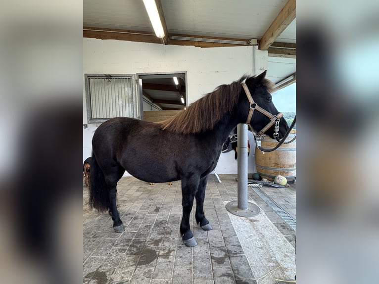 Shetland Ponys Merrie 8 Jaar 113 cm Zwartbruin in Großostheim