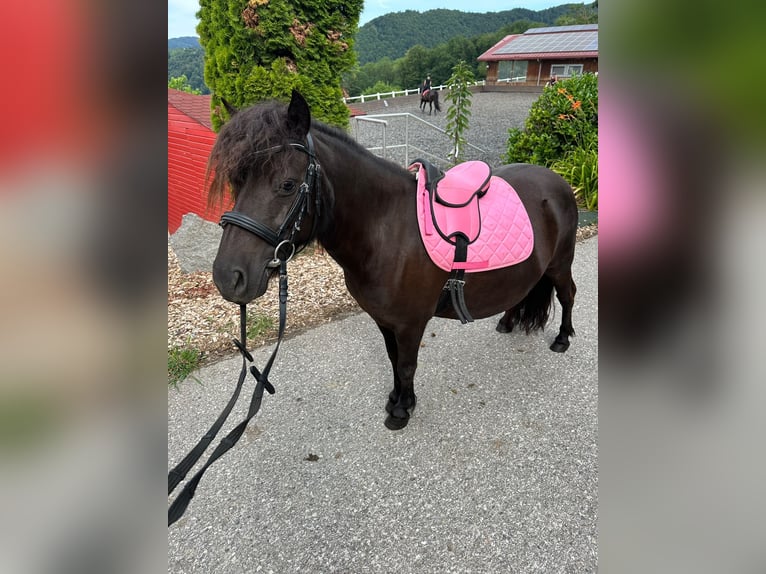 Shetland Ponys Merrie 8 Jaar 115 cm Zwart in linz