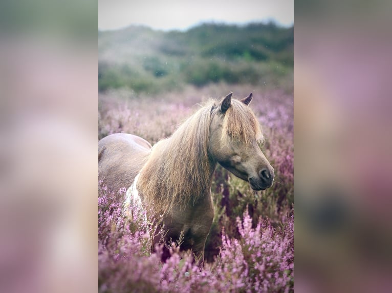 Shetland Ponys Merrie 8 Jaar 85 cm Gevlekt-paard in Grave