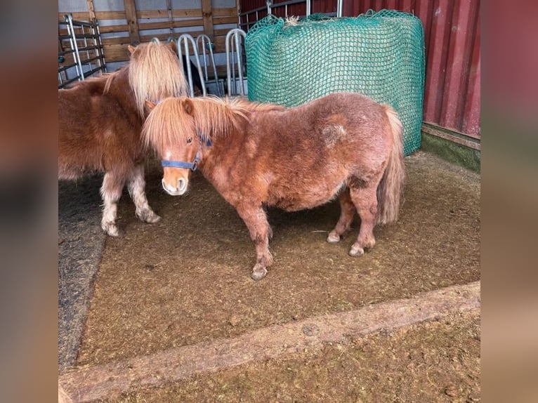 Shetland Ponys Merrie 8 Jaar 86 cm  in Daleiden