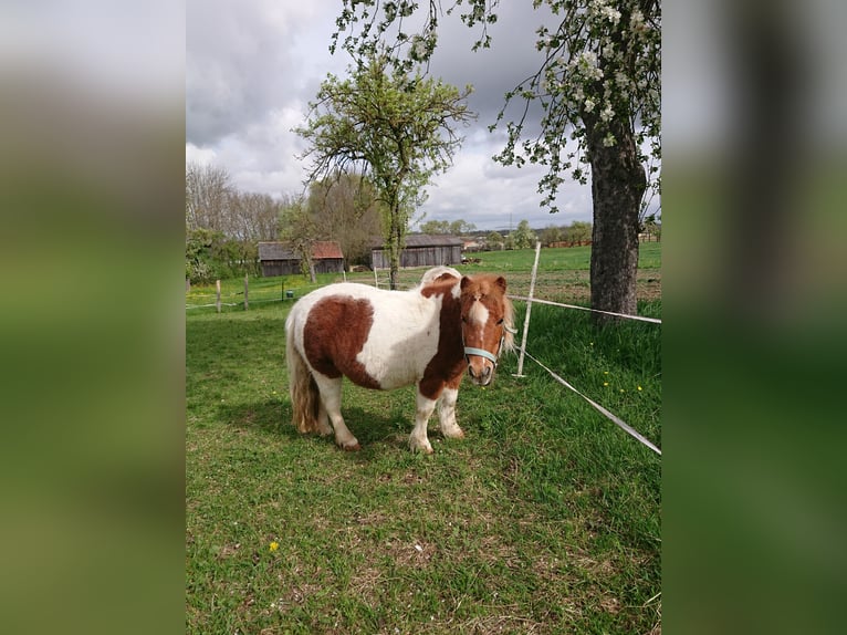 Shetland Ponys Merrie 8 Jaar 90 cm Gevlekt-paard in Ohrenbach