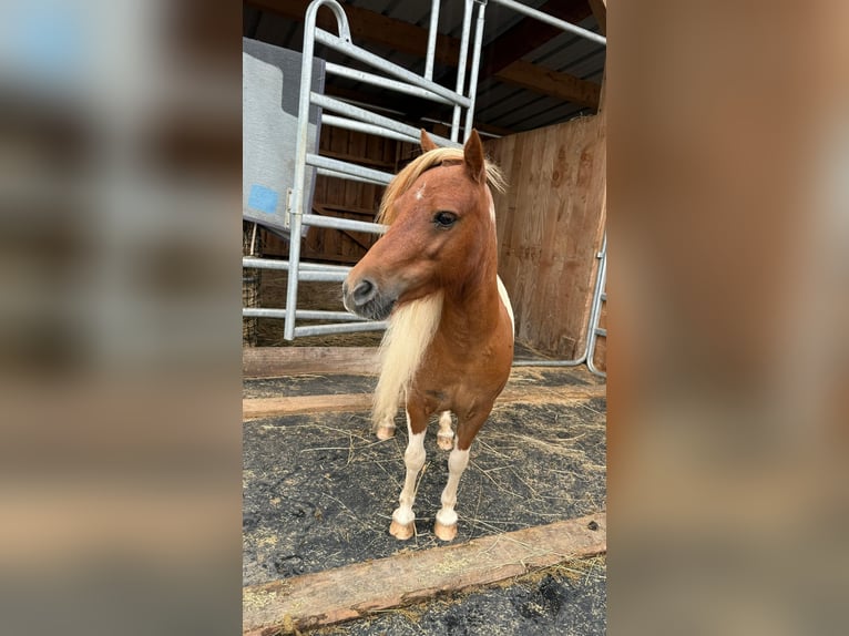 Shetland Ponys Merrie 8 Jaar 93 cm Gevlekt-paard in Daleiden