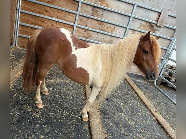 Shetland Ponys Merrie 8 Jaar 93 cm Gevlekt-paard in Daleiden