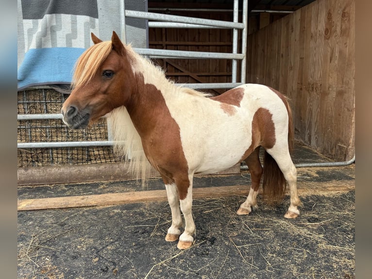 Shetland Ponys Merrie 8 Jaar 93 cm Gevlekt-paard in Daleiden