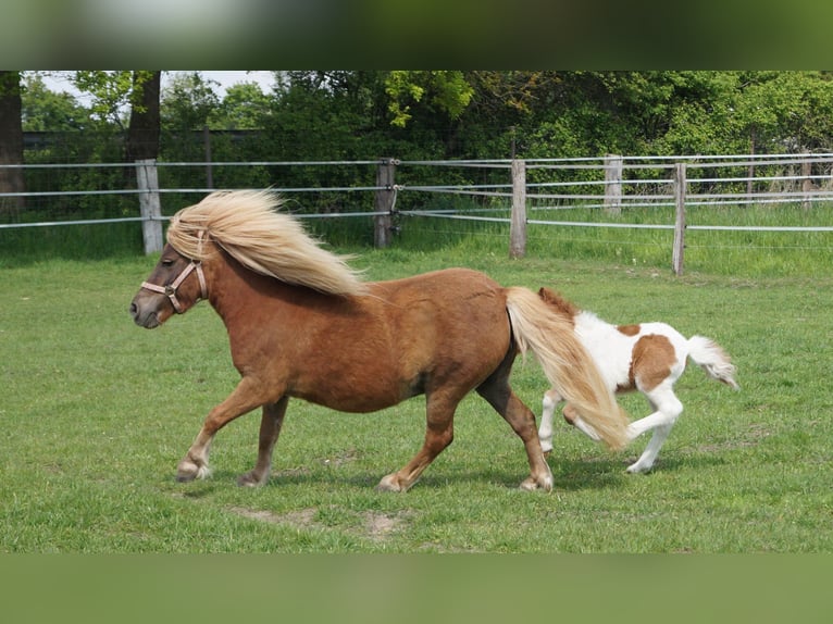 Shetland Ponys Merrie 8 Jaar 94 cm Vos in Wachtendonk