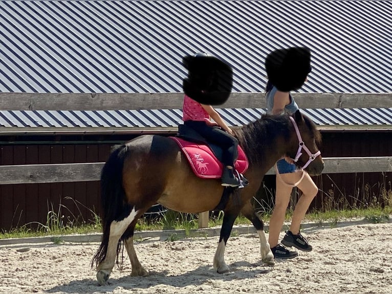 Shetland Ponys Merrie 8 Jaar Donkerbruin in Zethau
