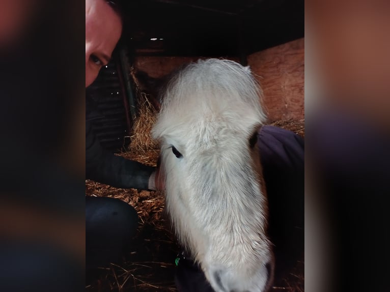 Shetland Ponys Merrie 8 Jaar in Boxtel