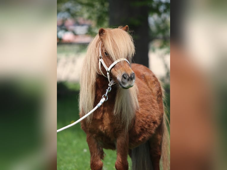 Shetland Ponys Merrie 8 Jaar Vos in Emmeloord