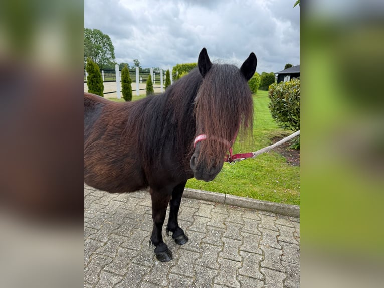 Shetland Ponys Merrie 8 Jaar Zwart in Nordwalde