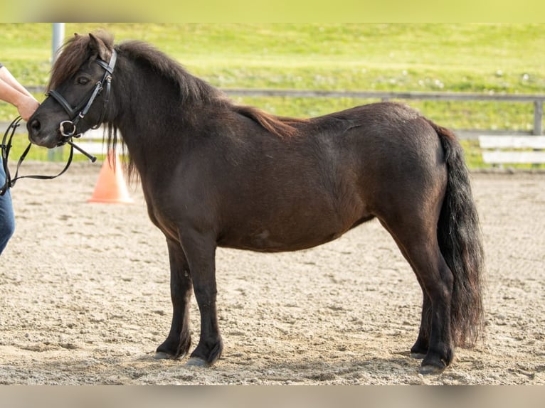 Shetland Ponys Merrie 9 Jaar 103 cm in Riegersburg