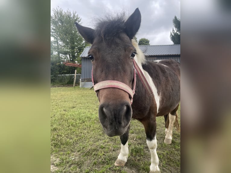 Shetland Ponys Merrie 9 Jaar 105 cm Gevlekt-paard in KirchlengernK