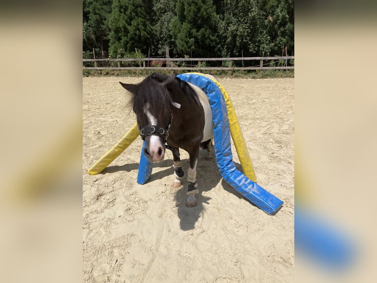 Shetland Ponys Merrie 9 Jaar 106 cm Gevlekt-paard in Alfdorf