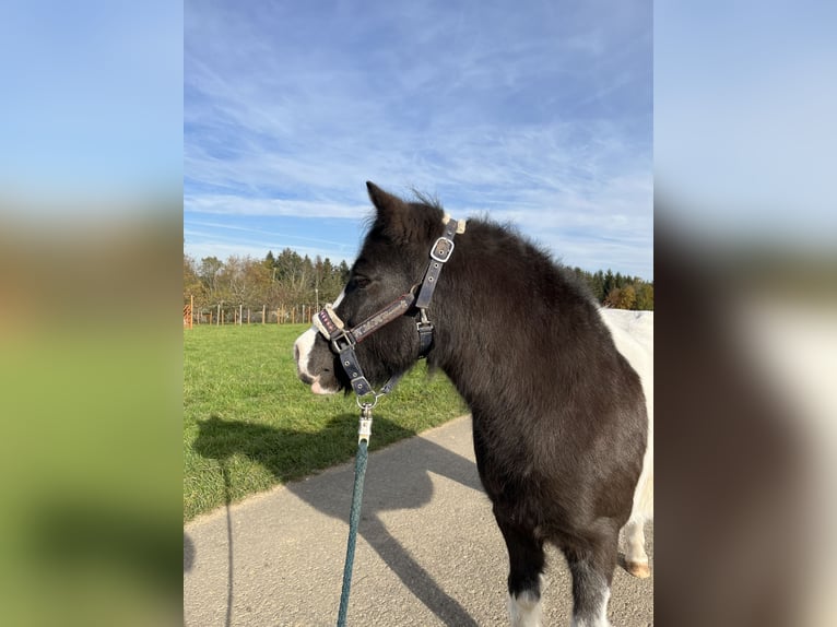 Shetland Ponys Merrie 9 Jaar 106 cm Gevlekt-paard in Alfdorf