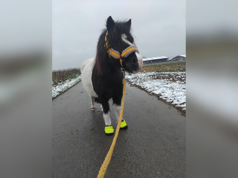 Shetland Ponys Merrie 9 Jaar 106 cm Gevlekt-paard in Alfdorf