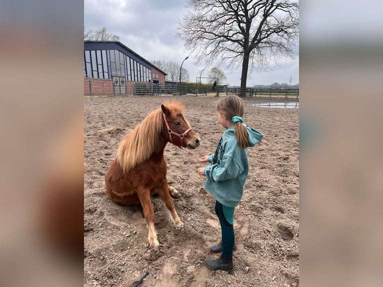 Shetland Ponys Merrie 9 Jaar 108 cm Vos in Marl