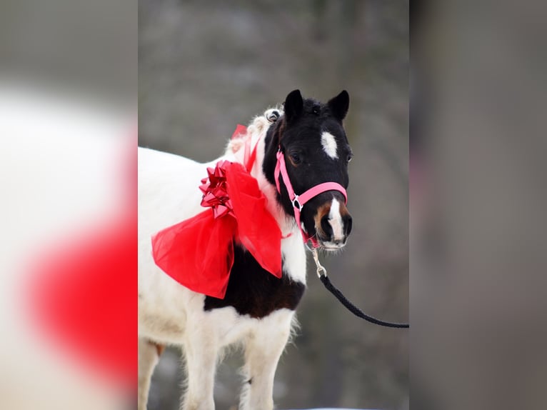 Shetland Ponys Merrie 9 Jaar 115 cm Gevlekt-paard in Poznan