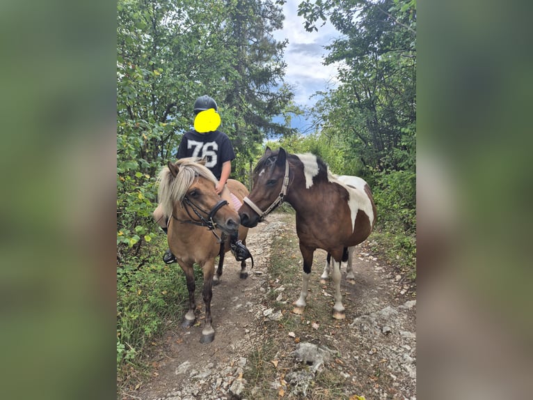 Shetland Ponys Merrie 9 Jaar 122 cm Gevlekt-paard in Miesenbach