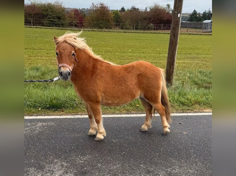 Shetland Ponys Merrie 9 Jaar 85 cm  in Daleiden