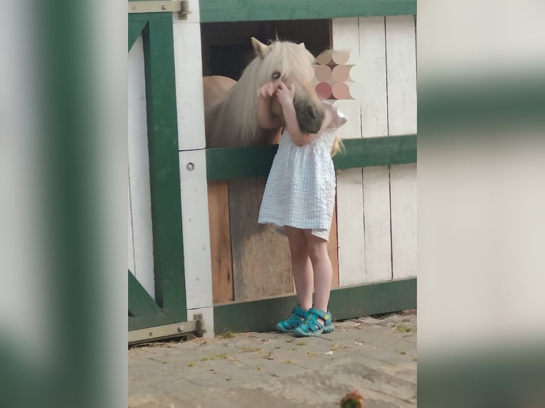 Shetland Ponys Merrie 9 Jaar 87 cm Palomino in Winkel