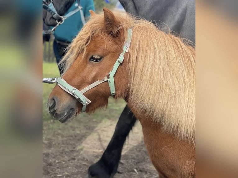 Shetland Ponys Merrie 9 Jaar 90 cm Vos in Borgsdorf