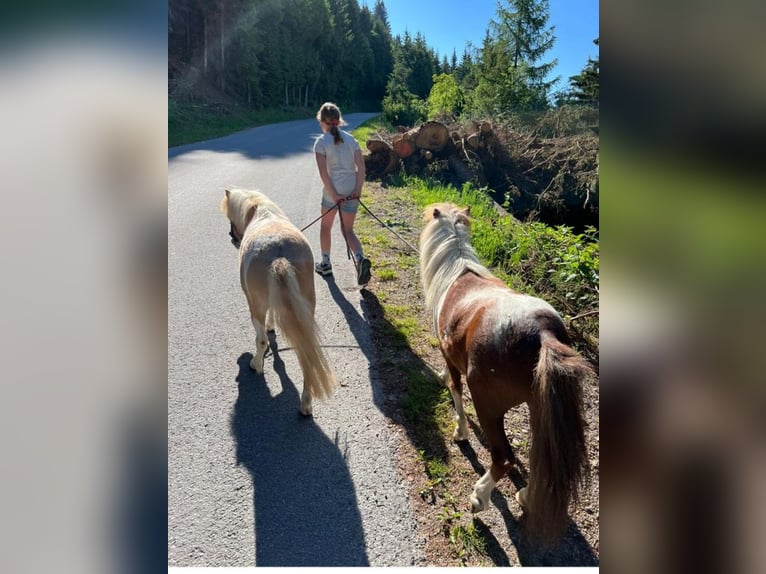 Shetland Ponys Merrie 9 Jaar in Obertilliach