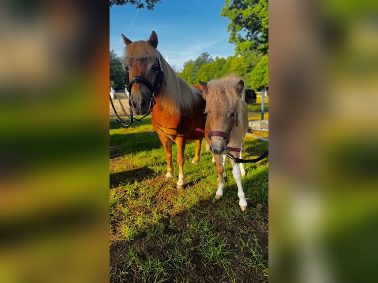 Shetland Ponys Merrie Veulen (04/2025) 100 cm Appaloosa in Sayda