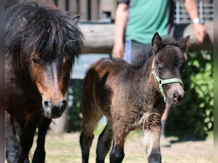 Shetland Ponys Merrie Veulen (04/2026) 100 cm Bruin in Schönberg