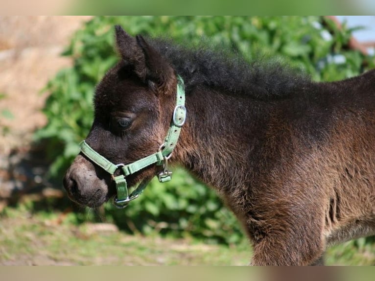 Shetland Ponys Merrie Veulen (04/2026) 100 cm Bruin in Schönberg