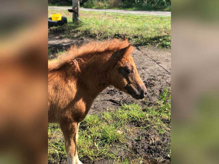 Shetland Ponys Merrie veulen (04/2024) 100 cm Donkere-vos in Lemgow