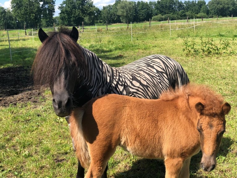 Shetland Ponys Merrie veulen (04/2024) 100 cm Donkere-vos in Lemgow