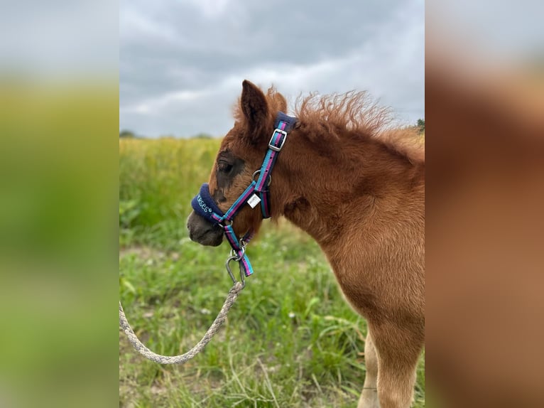 Shetland Ponys Merrie veulen (04/2024) 100 cm Donkere-vos in Lemgow