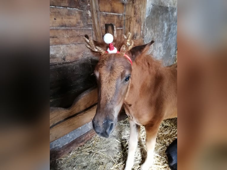 Shetland Ponys Merrie veulen (04/2024) 100 cm Donkere-vos in Lemgow