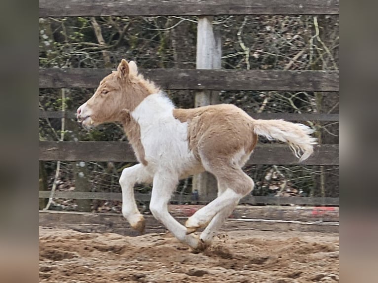 Shetland Ponys Merrie Veulen (04/2026) 100 cm Palomino in Gerabronn