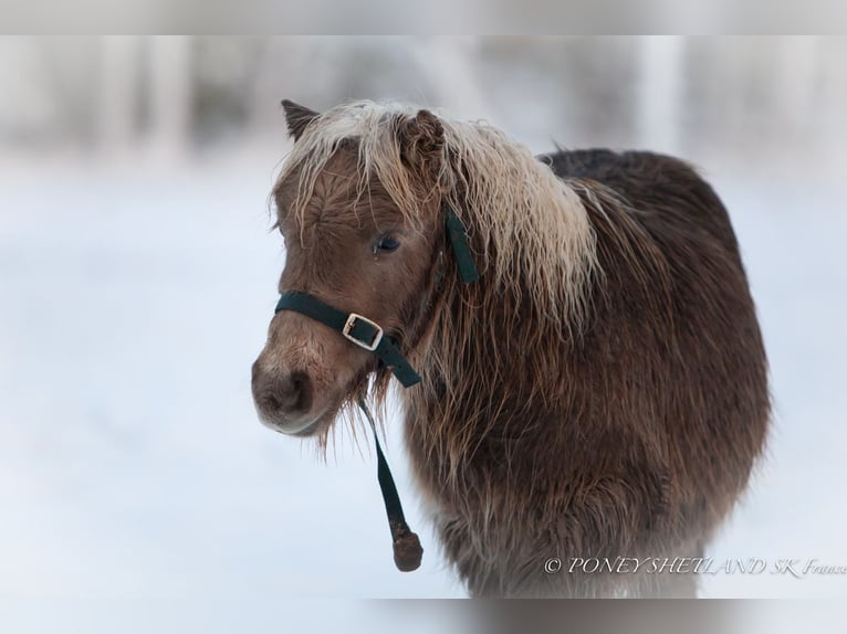 Shetland Ponys Merrie  100 cm Vos in Courtonne-la-Meurdrac